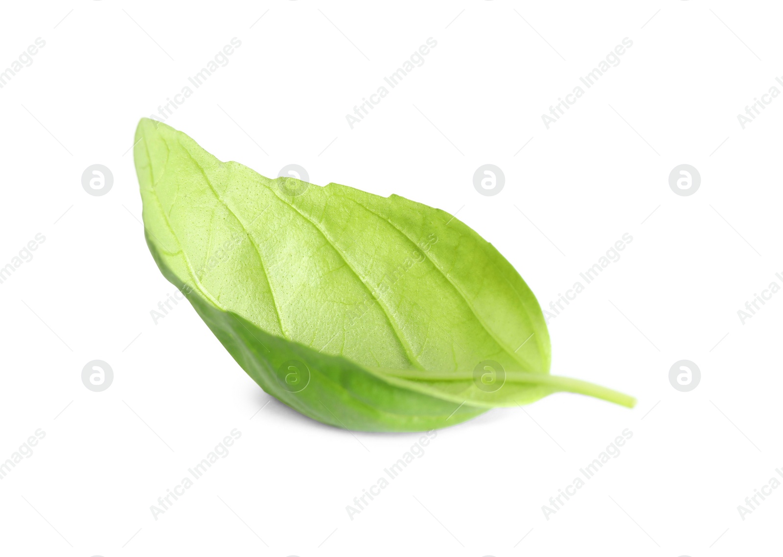 Photo of Fresh green basil leaf isolated on white