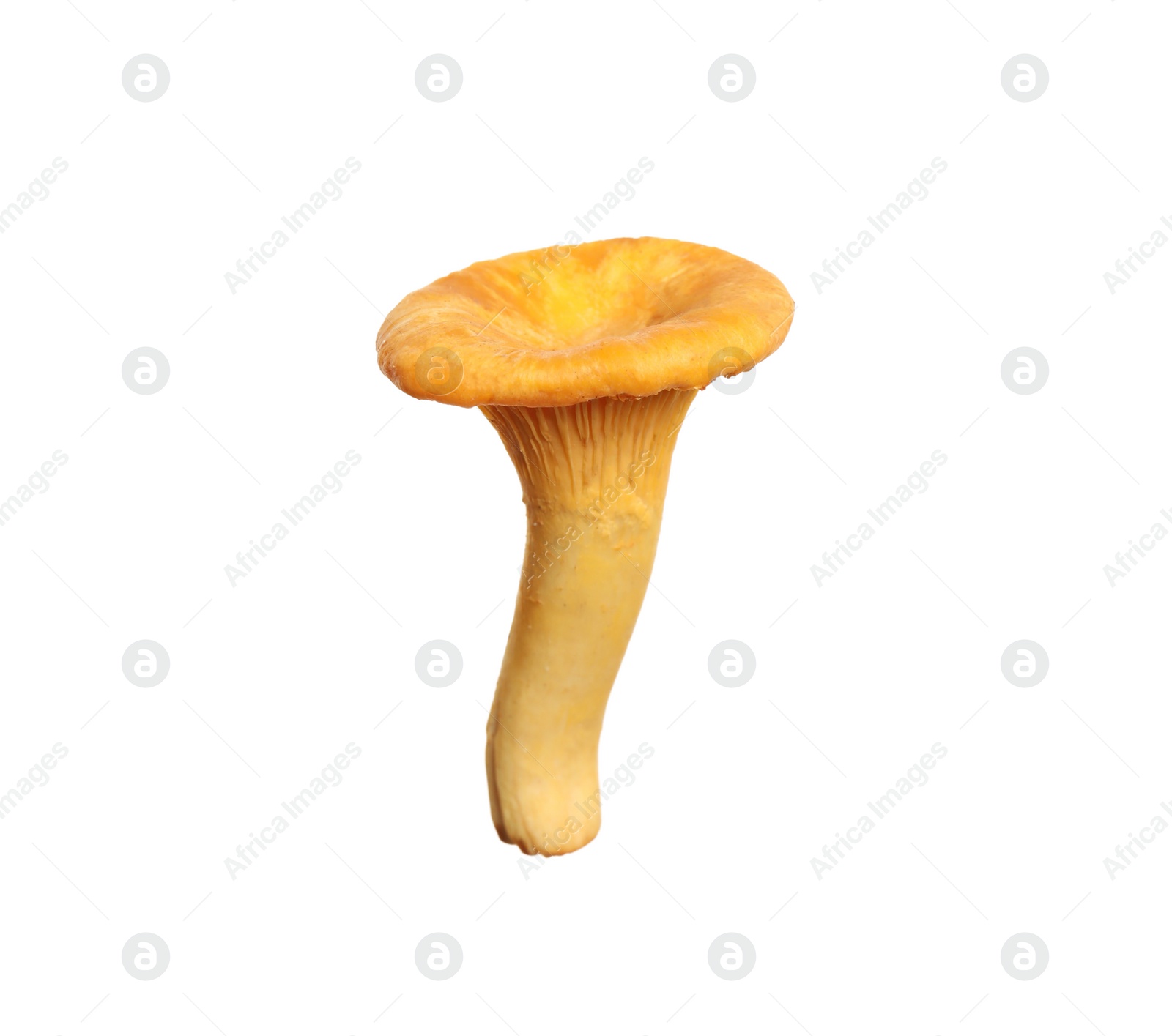 Photo of Fresh wild chanterelle mushroom isolated on white