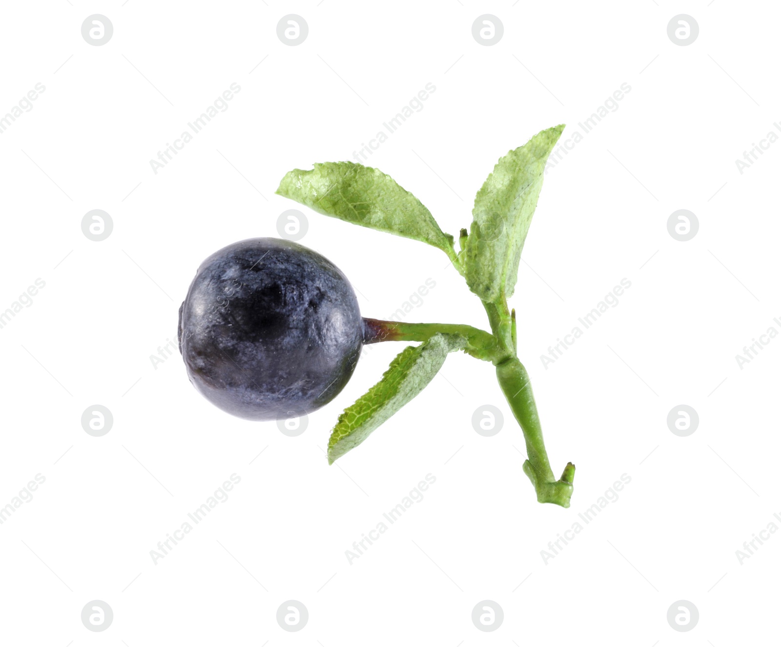 Photo of Twig with ripe bilberry isolated on white