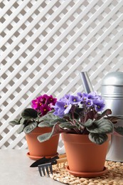 Photo of Beautiful potted violets and gardening tools on light grey table, space for text. Delicate house plants