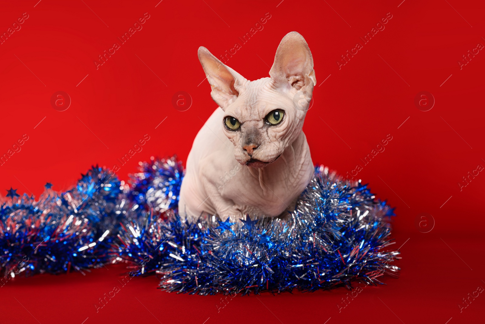 Photo of Adorable Sphynx cat with colorful tinsel on red background