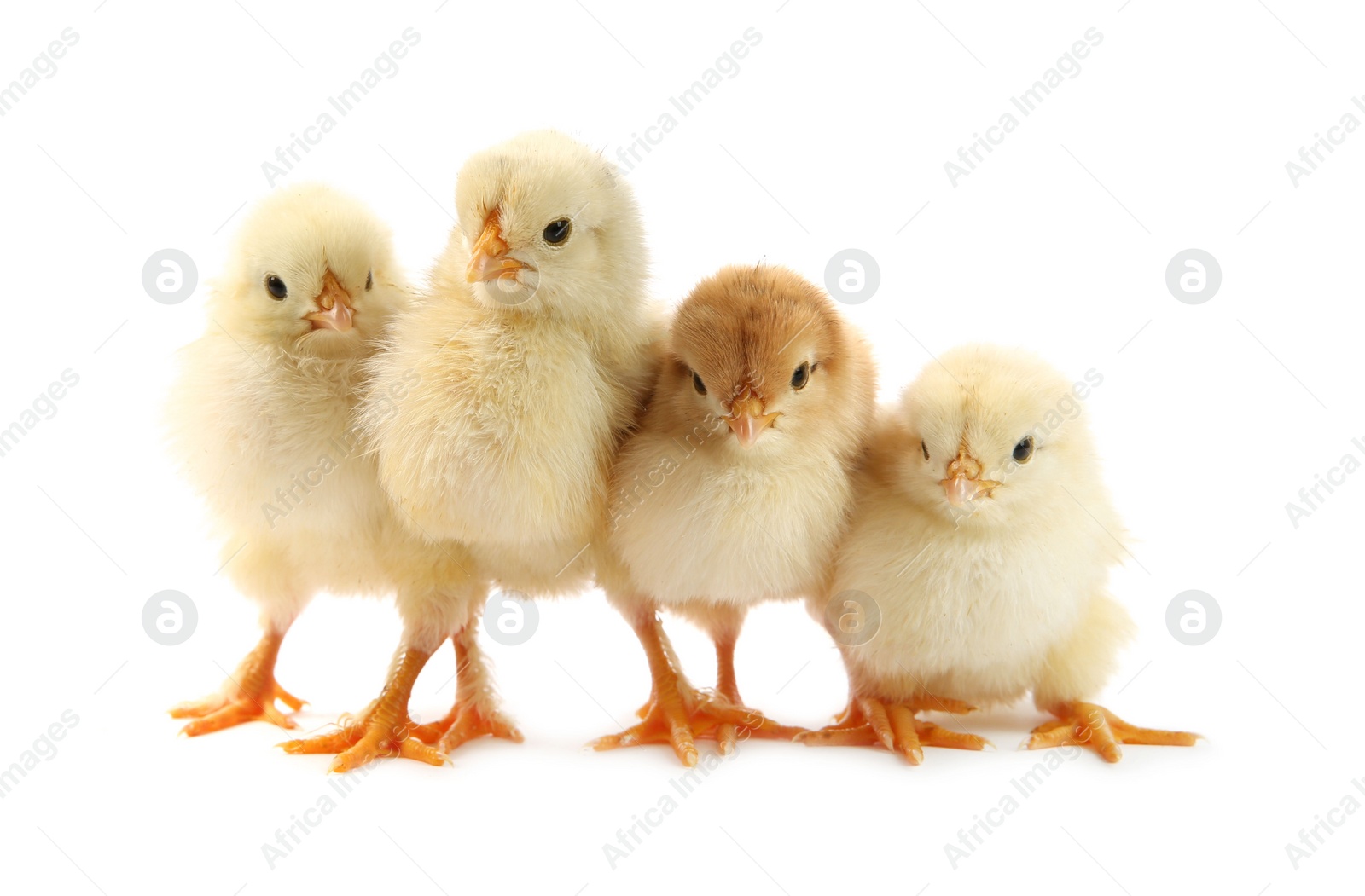 Photo of Many cute chicks isolated on white. Baby animals