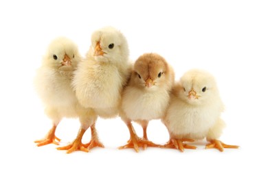 Many cute chicks isolated on white. Baby animals