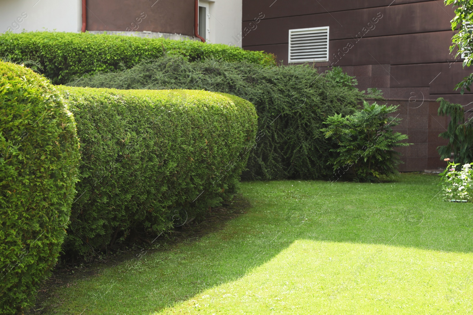 Photo of Beautiful green thuja hedge outdoors, space for text. Landscape design