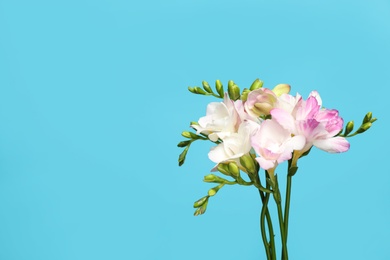 Photo of Beautiful blooming freesias on light blue background. Space for text