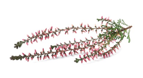 Branch of heather with beautiful flowers isolated on white