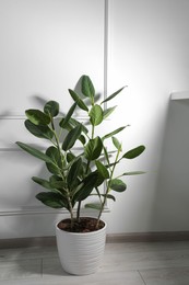 Photo of Potted ficus on floor near white wall indoors. Beautiful houseplant