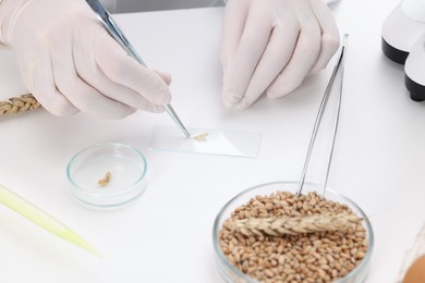 Photo of Quality control. Food inspector examining wheat grain in laboratory, closeup