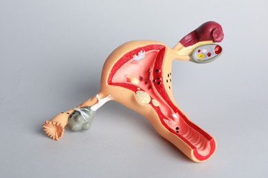 Photo of Model of female reproductive system on grey background. Gynecological care