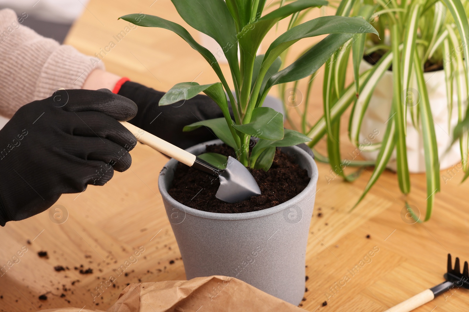 Photo of Woman in gloves transplanting houseplant into new pot at wooden table indoors, closeup