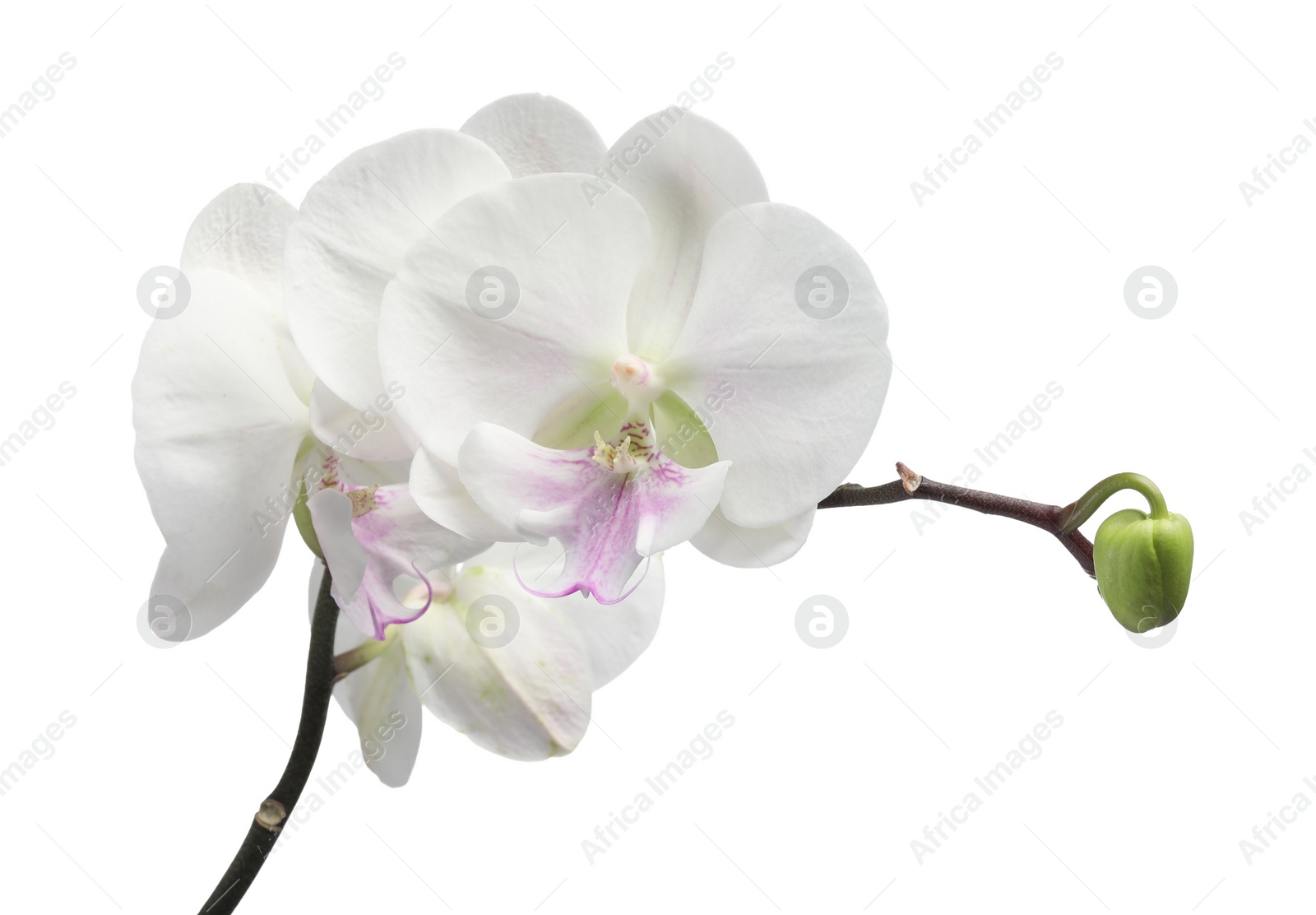 Photo of Branch with beautiful orchid flowers isolated on white