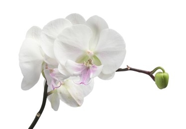 Branch with beautiful orchid flowers isolated on white