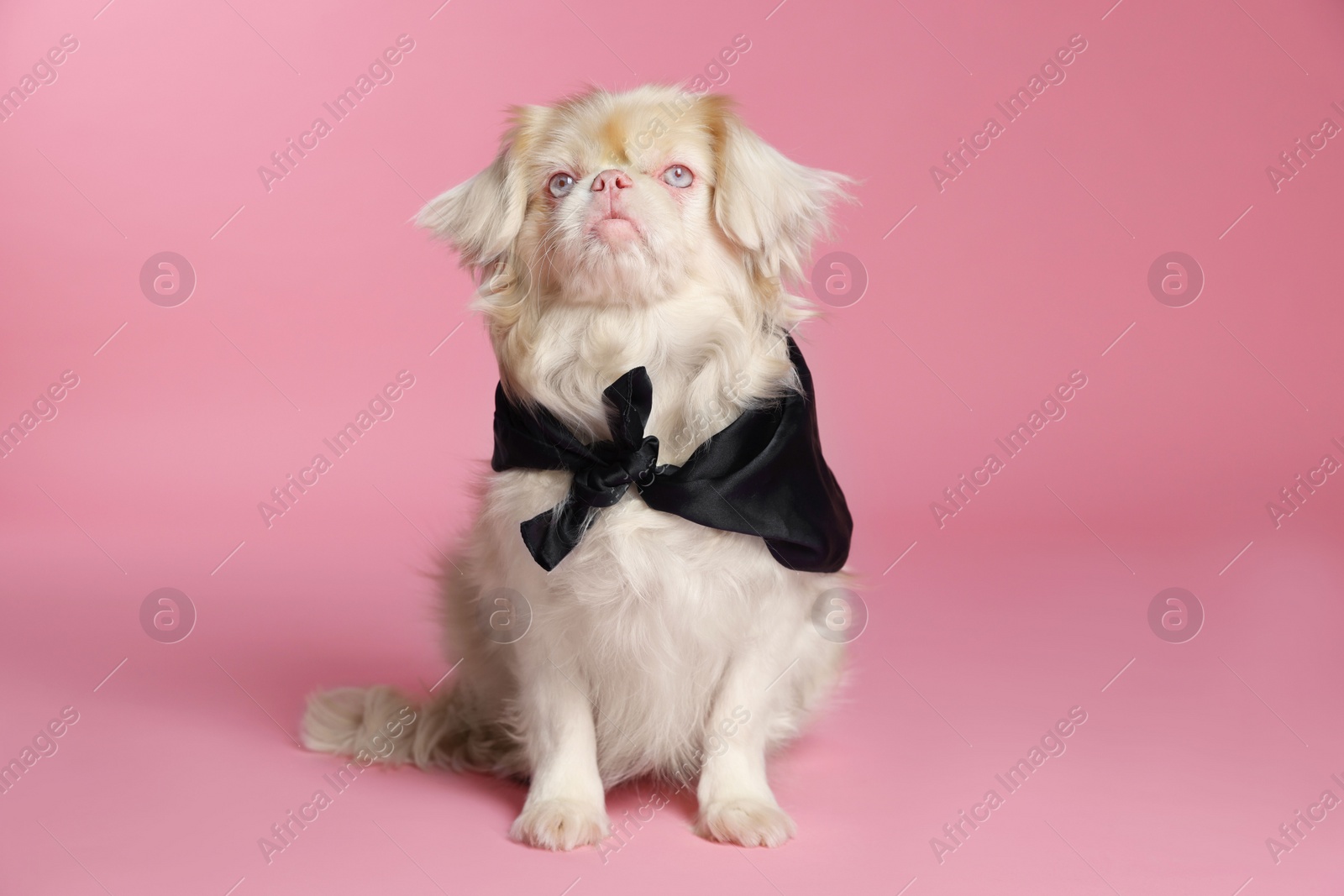 Photo of Cute Pekingese dog with bandana on pink background