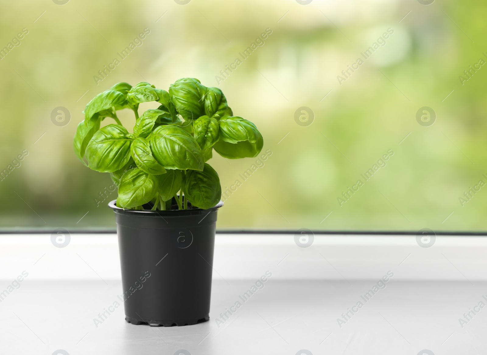 Photo of Fresh basil in pot on window sill. Space for text