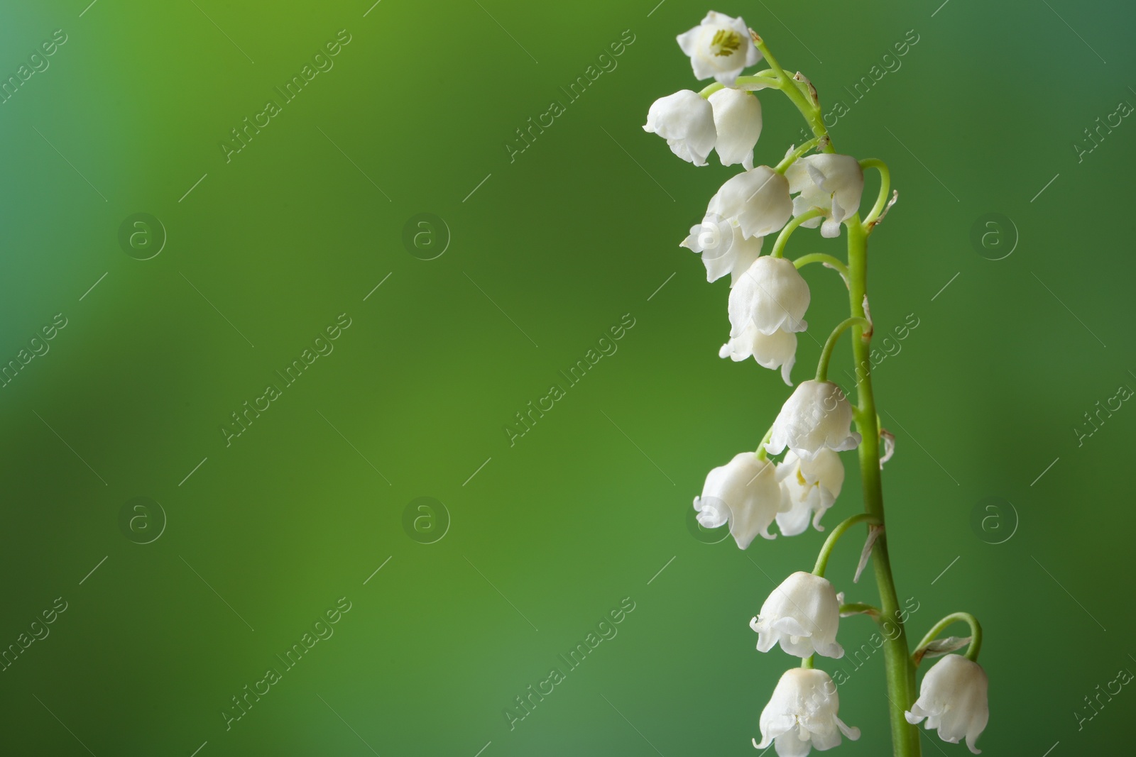 Photo of Beautiful lily of the valley flower on blurred green background, closeup. Space for text