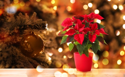 Image of Christmas traditional poinsettia flower on wooden table against blurred lights, space for text