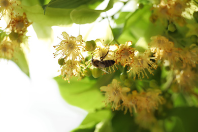 Bee on branch of linden tree with fresh young green leaves and blossom outdoors, closeup. Spring season