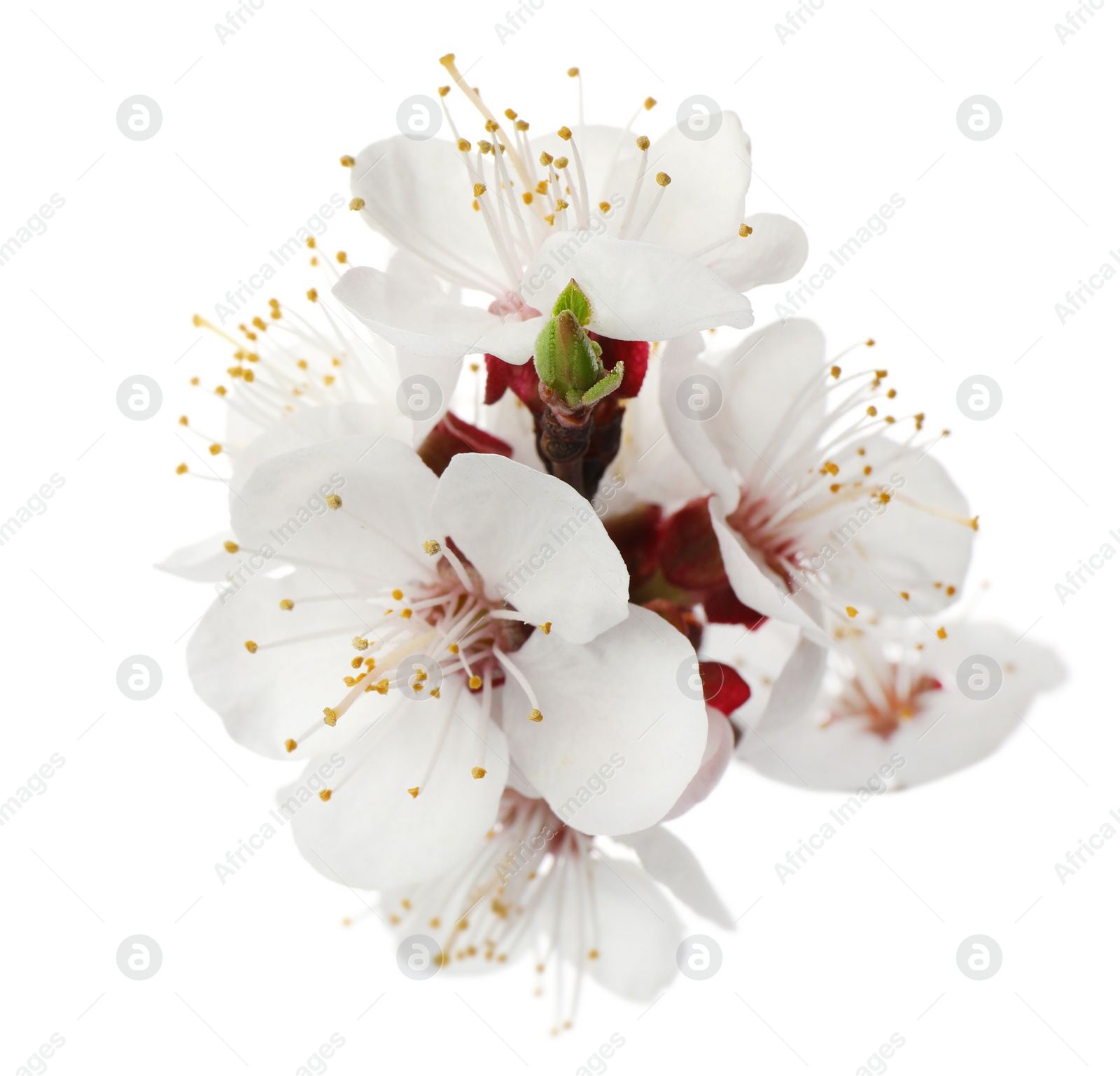 Photo of Beautiful fresh spring flowers on white background, closeup