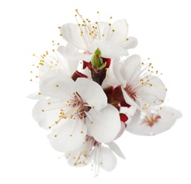 Beautiful fresh spring flowers on white background, closeup