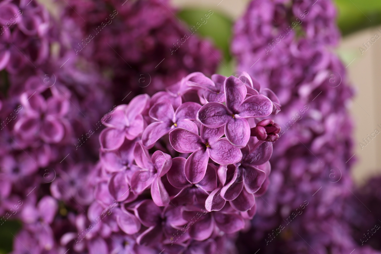 Photo of Beautiful blooming lilac flowers on blurred background, closeup