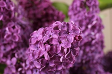 Beautiful blooming lilac flowers on blurred background, closeup