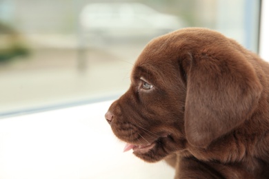 Photo of Chocolate Labrador Retriever puppy near window indoors