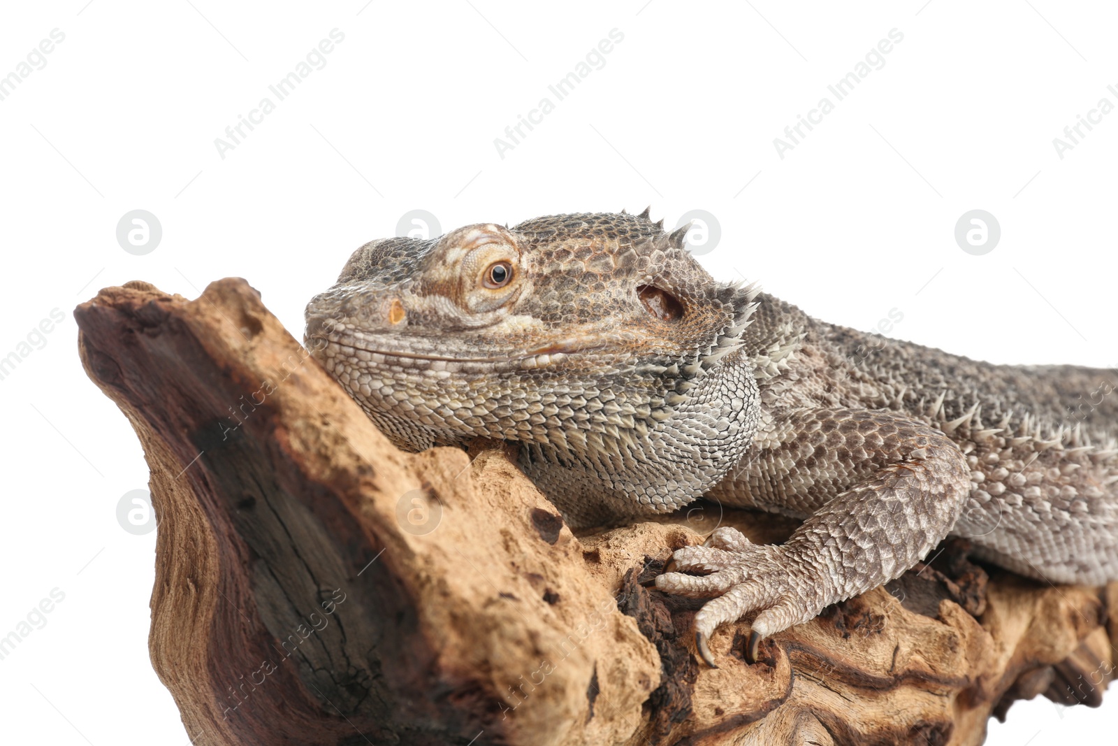 Photo of Bearded lizard (Pogona barbata) and tree branch isolated on white, closeup. Exotic pet