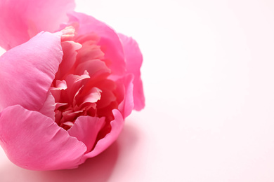 Beautiful pink peony on light background, closeup. Space for text