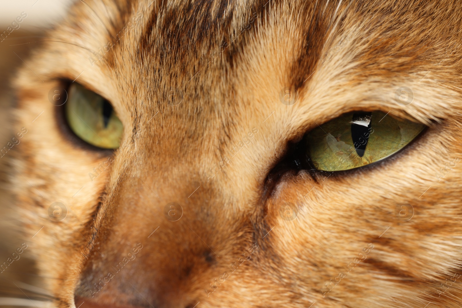 Photo of Macro photo of cat with beautiful eyes. Cute pet