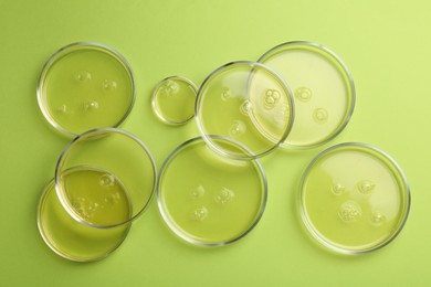 Petri dishes with liquid samples on green background, flat lay