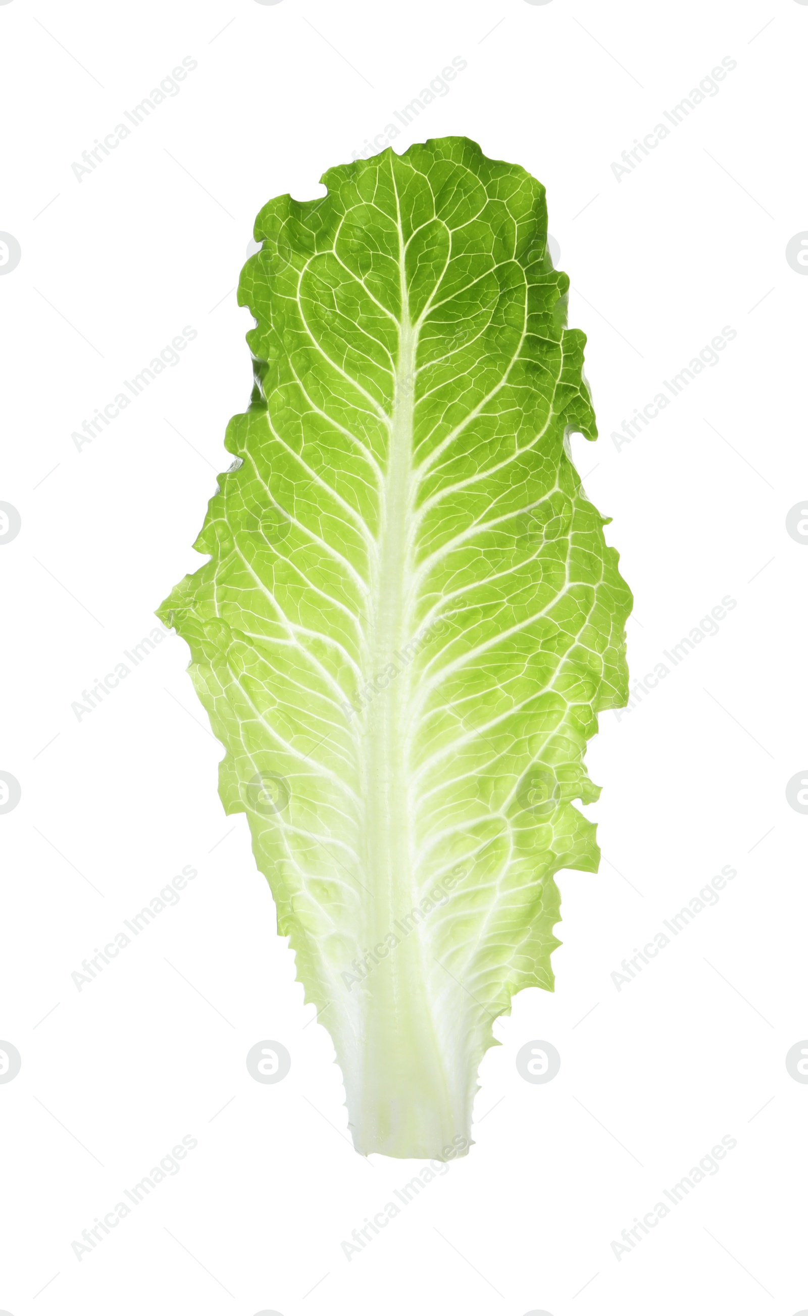 Photo of Fresh leaf of green romaine lettuce isolated on white