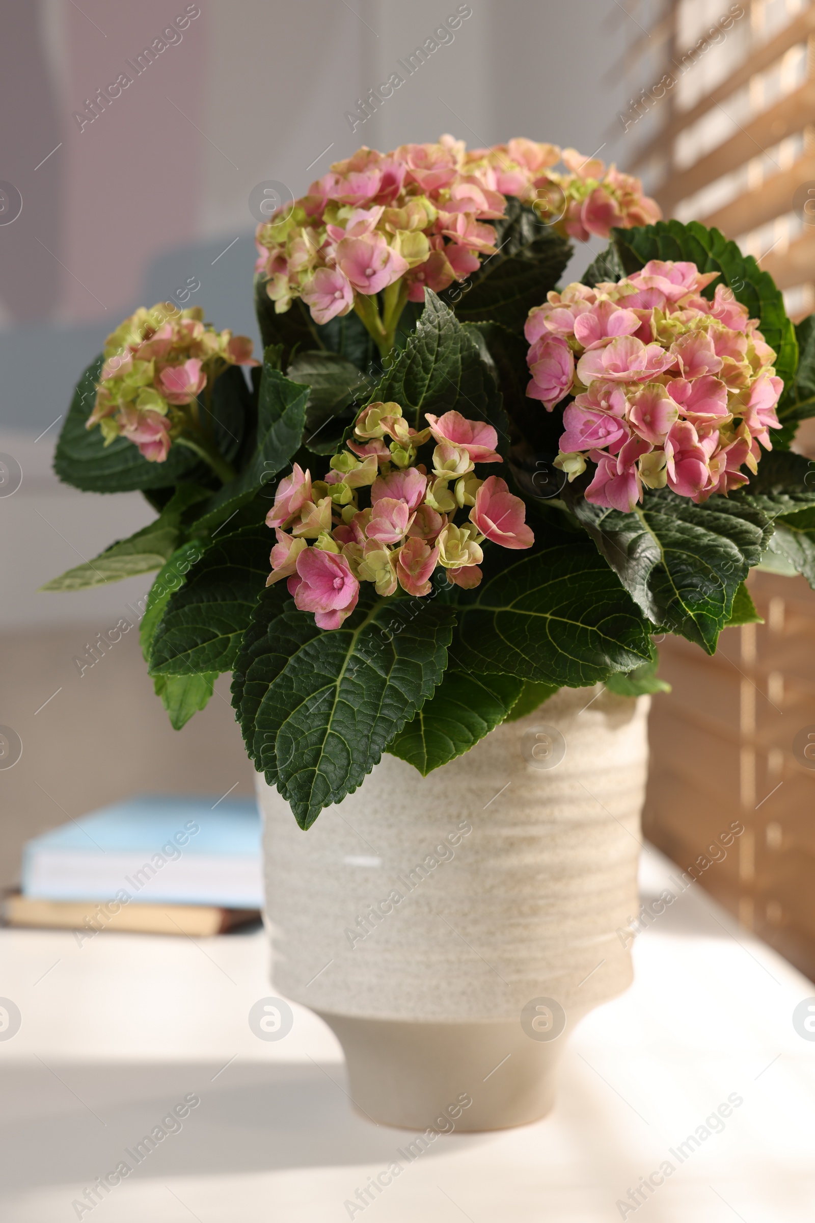 Photo of Beautiful pink hortensia flowers in vase on white table indoors