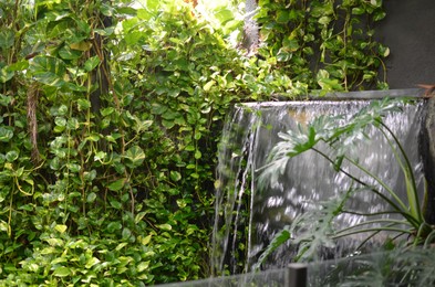 Photo of Beautiful fresh climber plants and waterfall outdoors