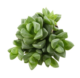 Beautiful echeveria isolated on white, top view. Succulent plant