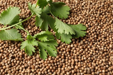 Photo of Dried coriander seeds and green leaves, top view