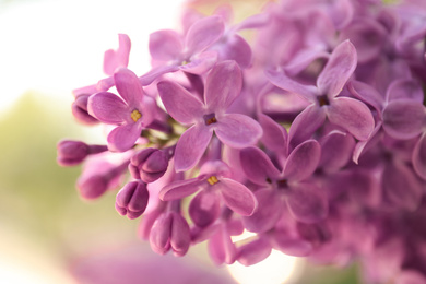 Closeup view of beautiful blossoming lilac shrub outdoors