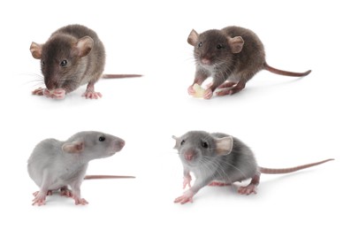 Image of Set of cute little rats on white background 