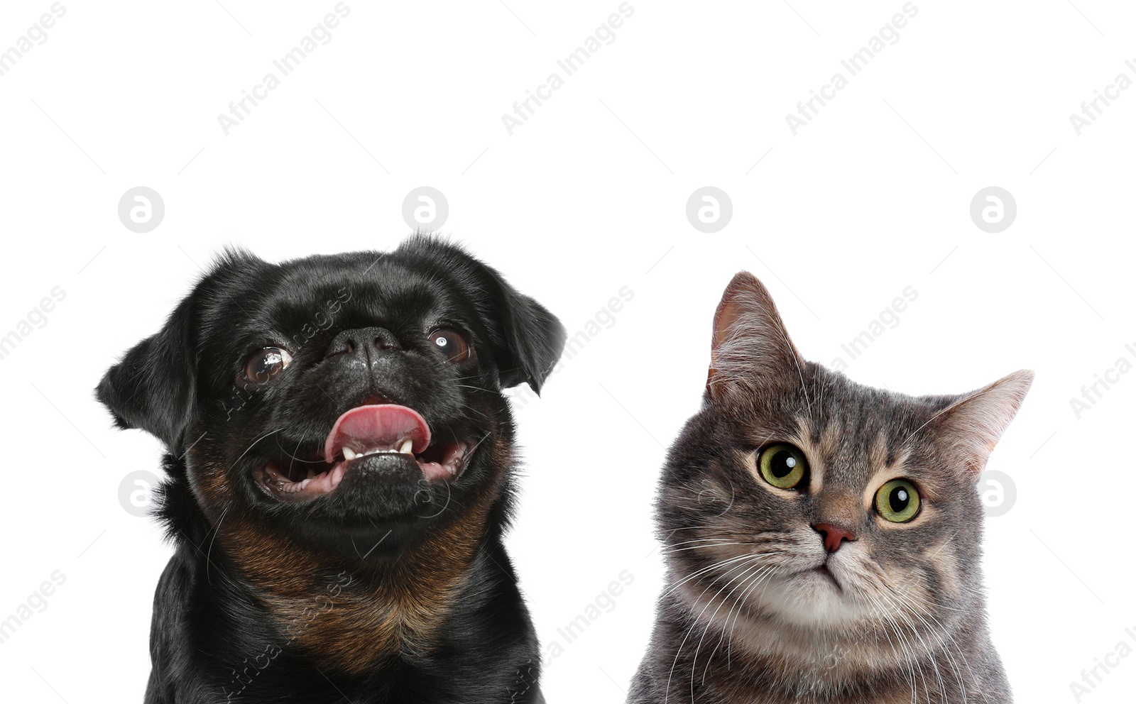 Image of Cute cat and dog on white background. Fluffy friends