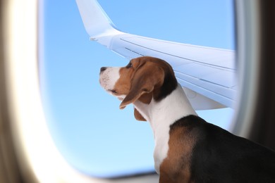 Image of Travelling with pet. Cute Beagle puppy near window in airplane