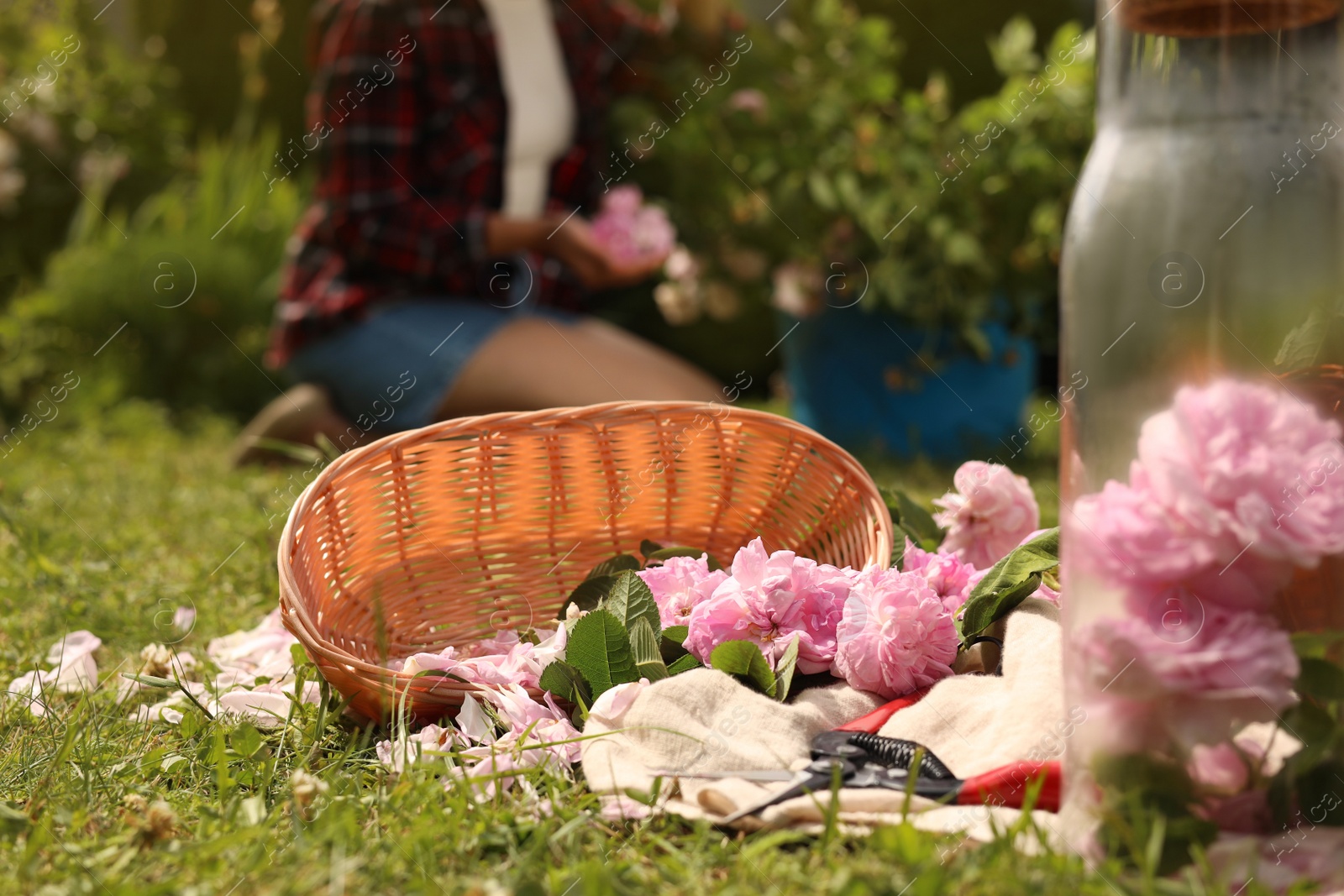 Photo of Tea roses, petals and pruner on green grass in garden