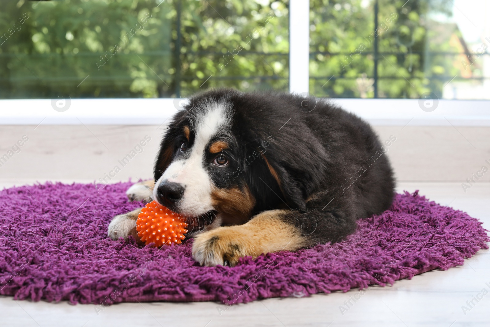 Photo of Adorable Bernese Mountain Dog puppy on fuzzy rug indoors
