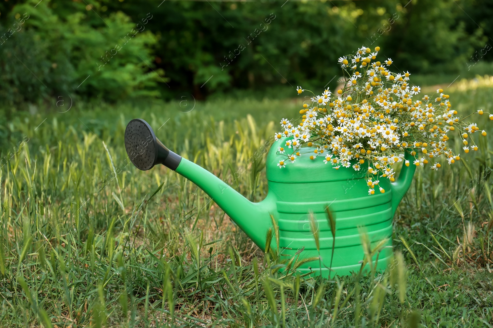 Photo of Beautiful bouquet of chamomiles in green watering can on grass outdoors