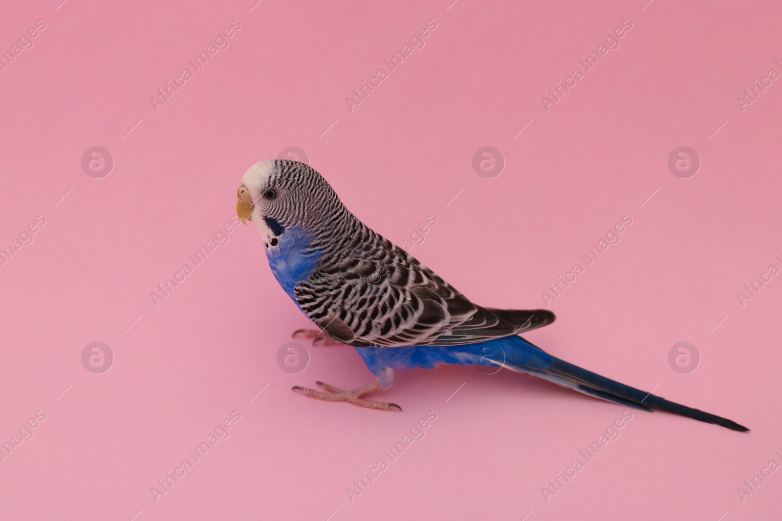 Photo of Beautiful parrot on pink background. Exotic pet