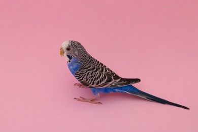 Photo of Beautiful parrot on pink background. Exotic pet