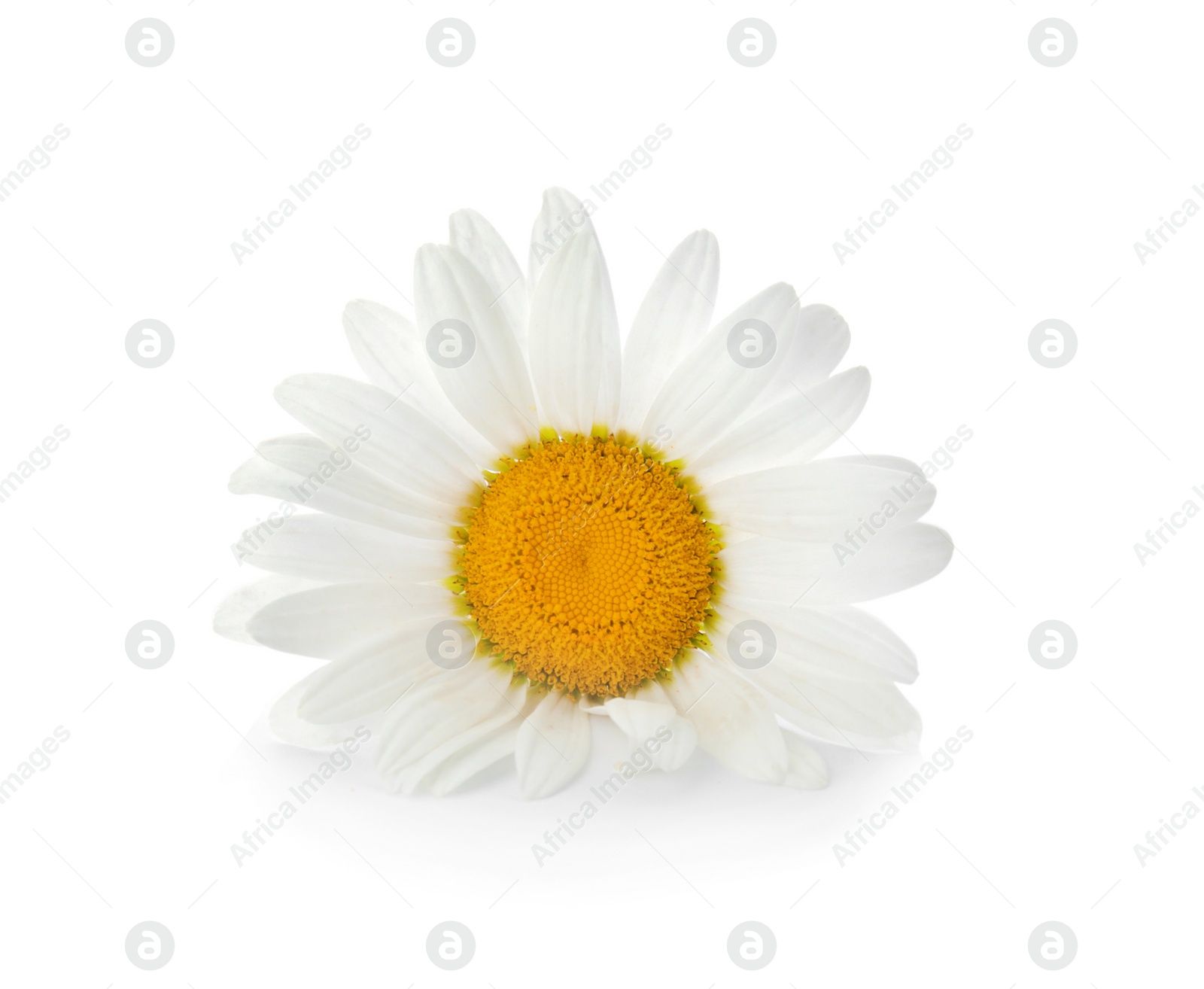 Photo of Beautiful chamomile flower on white background