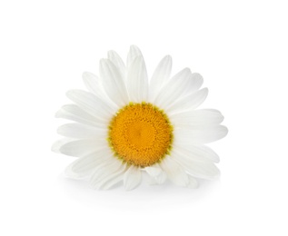 Beautiful chamomile flower on white background