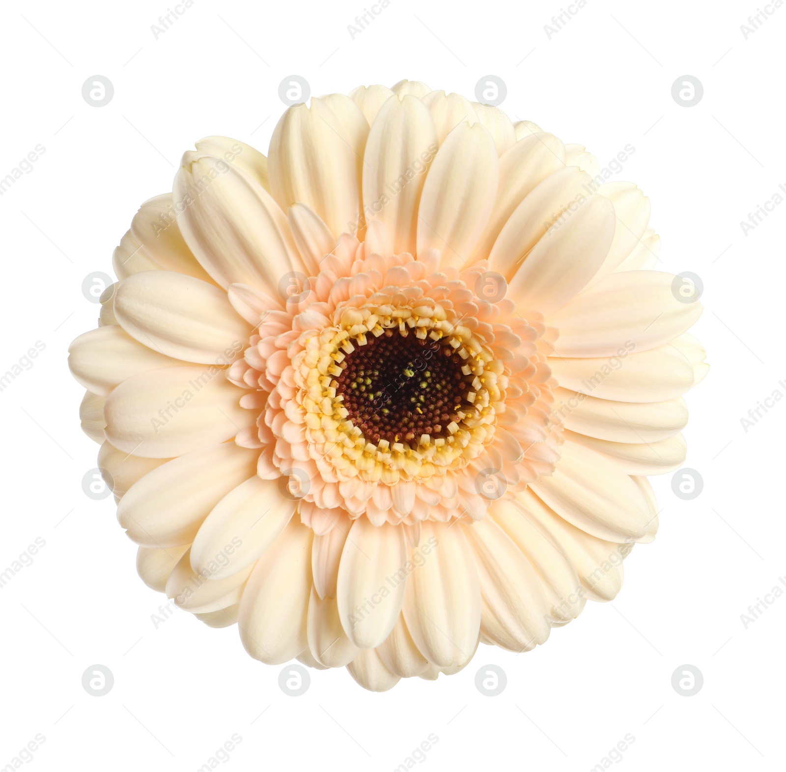 Photo of Beautiful beige gerbera flower isolated on white