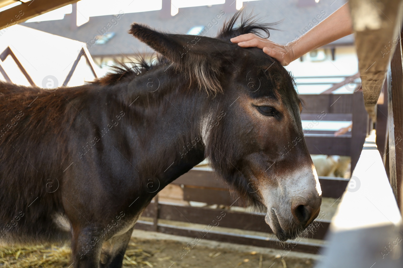 Photo of Woman stroking cute donkey on farm, closeup. Animal husbandry