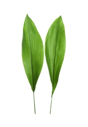 Photo of Beautiful tropical Aspidistra leaves on white background