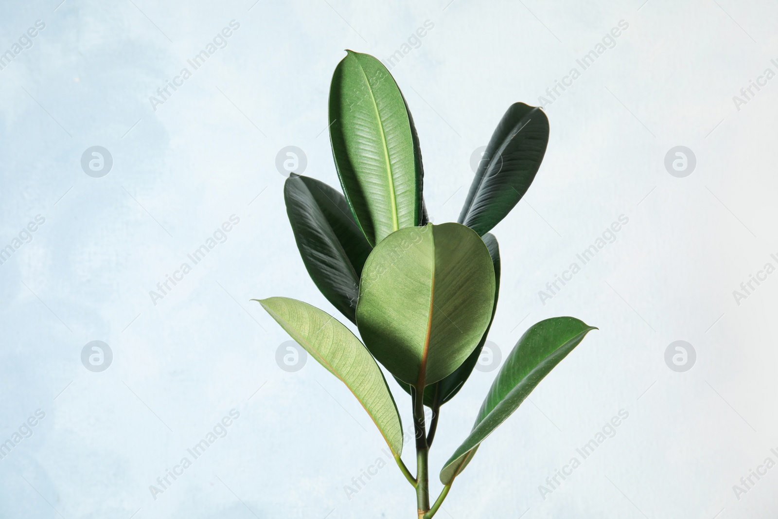 Photo of Beautiful rubber plant on light background. Home decor